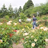 日本国花苑バラ園＊2020年春