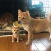 本物はどーれだ？- Which One Is A Real Dog?