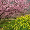 桃の花の季節
