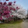 桜・満開ですね