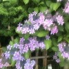 紫陽花