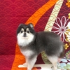 ポメラニアンのアラン君