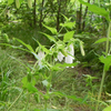 植物が好き。牧野図鑑