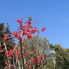 春の青空が似合う真紅の花