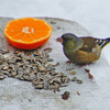 野鳥の喧嘩(^o^)