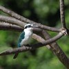 プルメリアとナンヨウショウビン(Collared Kingfisher)