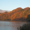 松原湖畔の紅葉