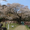 三隅の大平桜