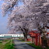 満開の桜並木の続く白水川を渡る、E3系2000番台 旧塗装L65編成 山形新幹線「つばさ128号」を撮る！