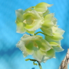 Clowesia Grace Dunn`Beaver Valley'   x   Catasetum pileatum`K-157'   