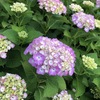 紫陽花20240625