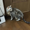 猫、ハリネズミになる