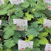 「グリーンプラザ山長（奈良県生駒市） - 葉っぱも楽しめるおすすめ植物5選｜寄せ植え・花壇・グランドカバーに使いやすいリーフ系植物特集（2026年5月30日）」