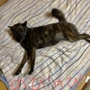 甲斐犬サン、壁画より飛び出ずるの巻〜平面ニ収マル程大人シクナイョッ！٩( ᐛ )و！