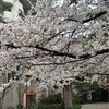 桜満開🌸花の道