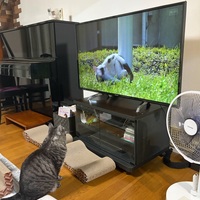 新・旅猫ロマン