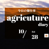 10月28日(金)　タマネギの植え替え終了