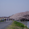 桜・桜・桜　境川→恩田川→大田川→大栗川→多摩川→浅川→湯殿川　⇒境川