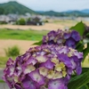 散歩道　2024.6.6
