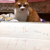 猫写真♯489