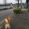 ワラビ採りと畑いじり。