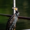 初井の頭公園探鳥 → 開梱 → 鎌北湖