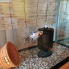 最初の金魚水槽は10年使用した