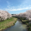 【写真不要物（電線）の消去】／京都府宇治田原・桜並木