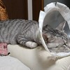 ツレがチェス坊の様子を見に