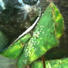 【生き物】今日のエンゼルフィッシュ。孵化６１日目。そして４回目の産卵。（2026/08/09）