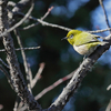 川辺の野鳥など