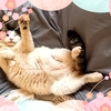 ねこ森町のたのしいひなまつり