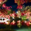 京都の紅葉の見頃やおすすめの紅葉スポットは？