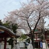 神田明神の桜