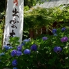 ◆見頃のアジサイ（国吉神社・上総出雲大社/いすみ市）