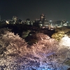 舞鶴公園夜桜