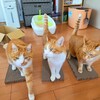 猫のお気に入り「ダイソー爪とぎ（ワイド）」は人（にゃん）数分