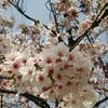＊桜＊