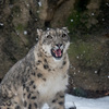 雪の日のユキヒョウ＆オオカミ：東京が大雪だったので多摩動物公園に行ってきた