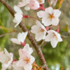 ウエストチェスターの桜