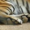 「ねこきゅう」マウスパッドの劣化を放置してはいけない話