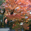 晩秋の京都東山界隈その３