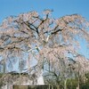 京都・八坂神社円山公園の枝垂れ桜