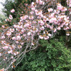 八重の桜は実がつかないってほんと？