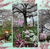 春のうさんぽ♪笑　うさぎのおじさんと行く桜と花壇のお花いっぱいお花見通勤路笑