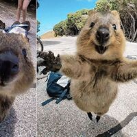 クオッカのいる動物園は 飼育展示動物園とクオッカ情報まとめ アリエスコム Ariescom Jp