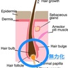 永久脱毛じゃなくても脱毛になるって知ってた？脱毛について知っておきたい知識。