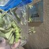 🐛キャタピラー遊びに来るの巻🐛