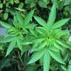 How to Develop Marijuana   Chapter 4   Flowering And Curing Marijuana