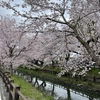 日帰り旅行にぴったりな川越での歩き方【桜満開！】